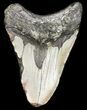 Bargain Megalodon Tooth - North Carolina #45532-2